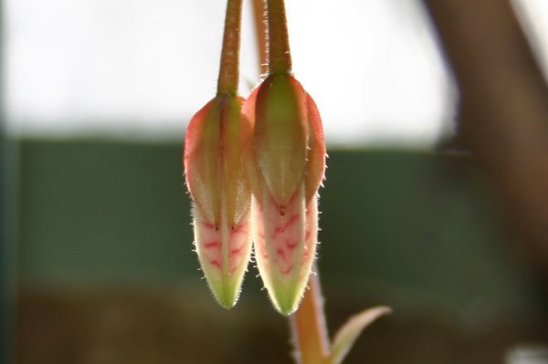 http://www.cloudjungle.com/CloudJungle/Ericaceae/Agapetes/Agapetes%20Lugdvan%20Cross bud1.jpg